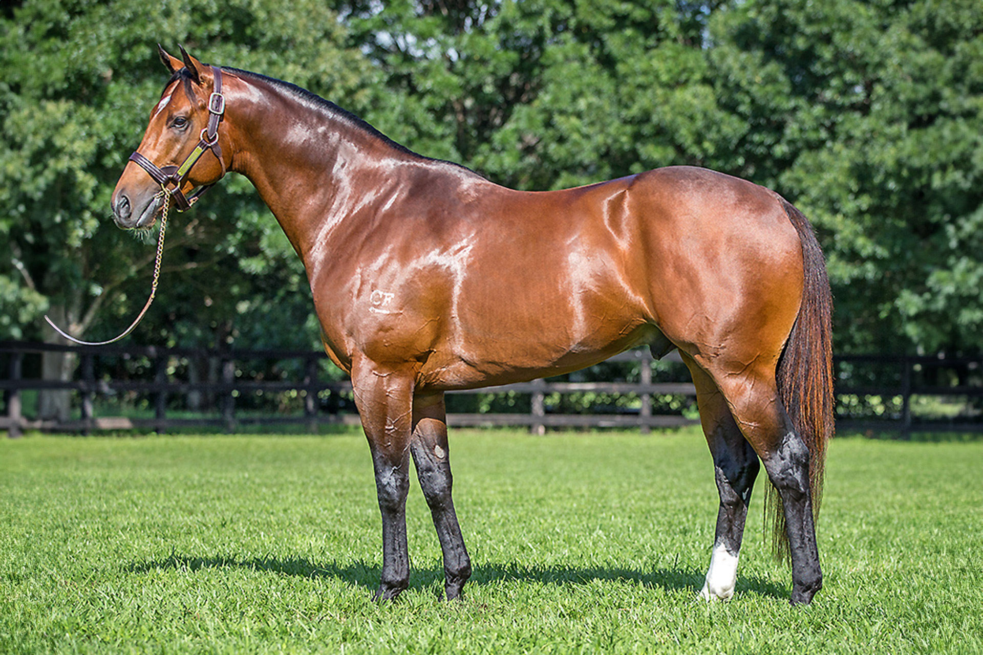 Stallion Video Stallion Match