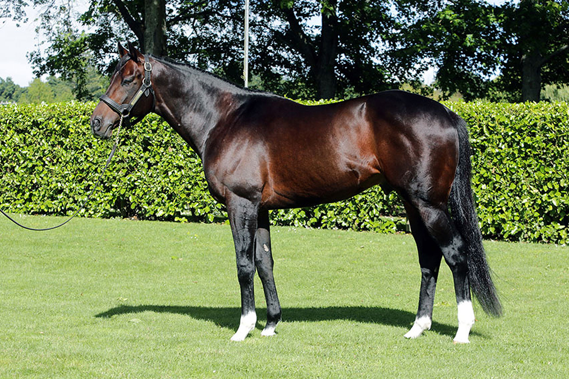 Stallion Match