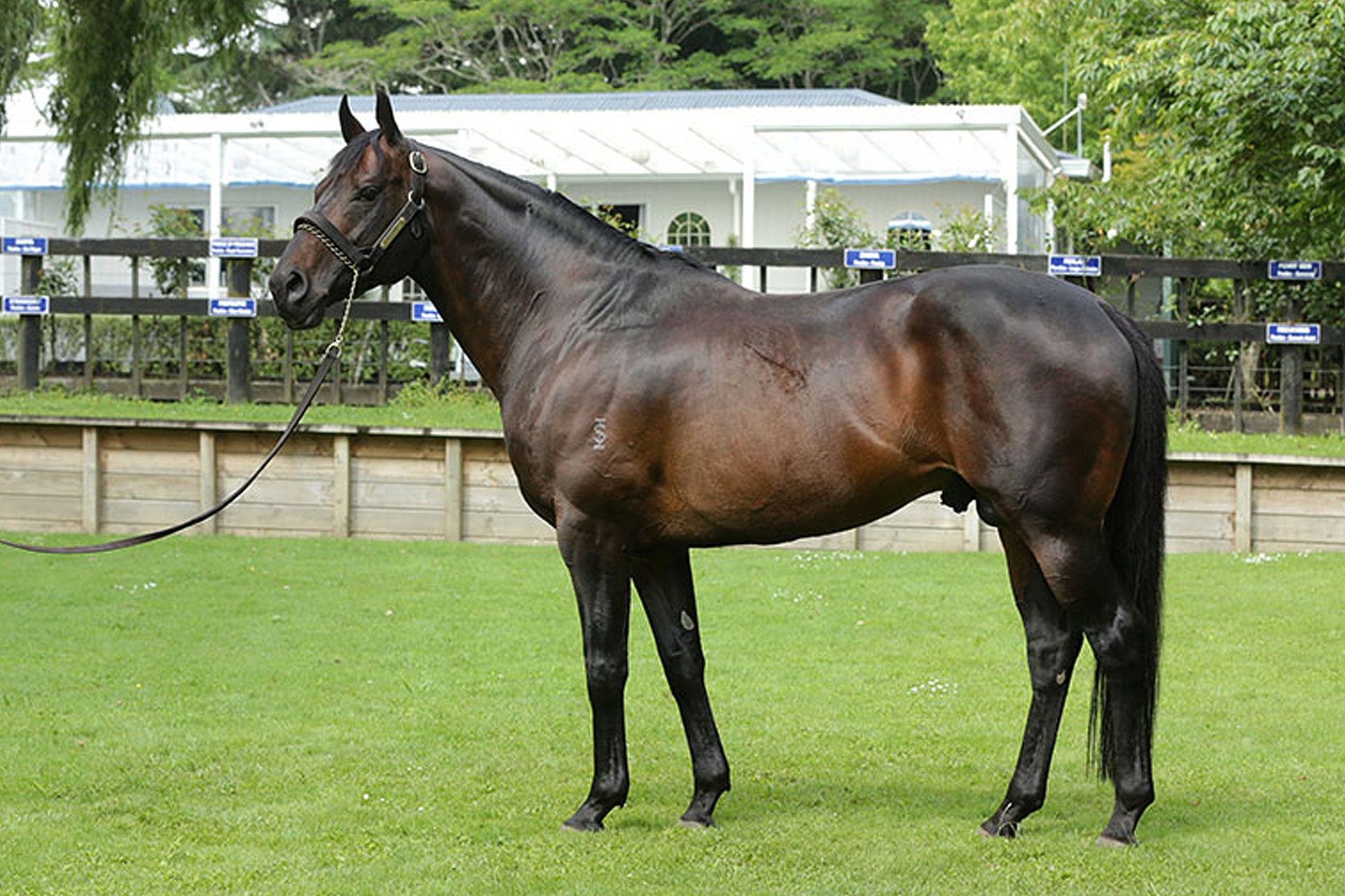 Stallion Video Stallion Match